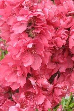 Bonanza Dwarf Patio Peach Tree - 3 Gallon Pot -SHRUBS and BUSHES Shop Peach Bonanza 3