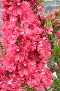 Bonanza Dwarf Patio Peach Tree - 3 Gallon Pot -SHRUBS and BUSHES Shop Peach Bonanza 4