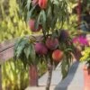 Bonanza Dwarf Patio Peach Tree - 3 Gallon Pot -SHRUBS and BUSHES Shop Peach Bonanza 6