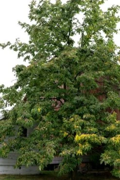 American Persimmon Tree (Diospyros Virginiana) - 1 Gallon Pot -SHRUBS and BUSHES Shop Persimmon American 2 2