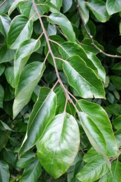 American Persimmon Tree - Diospyros Virginiana - 3 Gallon Pot -SHRUBS and BUSHES Shop Persimmon American 3