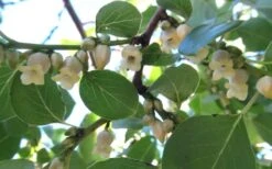 American Persimmon Tree - Diospyros Virginiana - 3 Gallon Pot -SHRUBS and BUSHES Shop Persimmon American 5