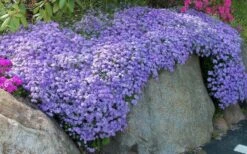 Emerald Cushion Blue Creeping Phlox - 6 Pack Of 1 Gallon Pots 11 Emerald Cushion Blue Creeping Phlox - 6 Pack Of 1 Gallon Pots -SHRUBS and BUSHES Shop Phlox Emerald Blue 11
