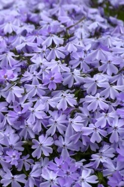 Emerald Cushion Blue Creeping Phlox - 6 Pack Of 1 Gallon Pots 12 Emerald Cushion Blue Creeping Phlox - 6 Pack Of 1 Gallon Pots -SHRUBS and BUSHES Shop Phlox Emerald Blue 14