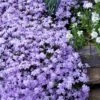 Emerald Cushion Blue Creeping Phlox - 6 Pack Of 1 Gallon Pots -SHRUBS and BUSHES Shop Phlox Emerald Blue 15