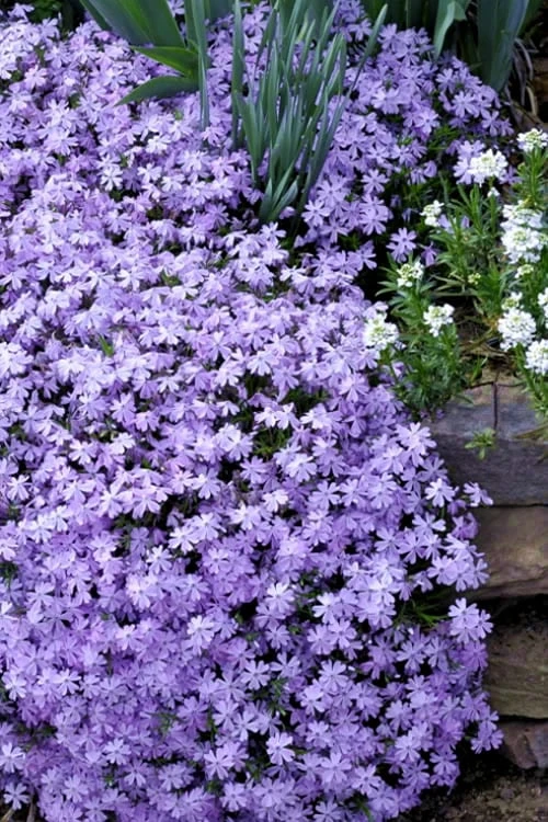 Emerald Cushion Blue Creeping Phlox - 6 Pack Of 1 Gallon Pots 3 Emerald Cushion Blue Creeping Phlox - 6 Pack Of 1 Gallon Pots