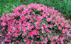 Chinzan Dwarf Azalea - 3 Gallon Pot 12 Chinzan Dwarf Azalea - 3 Gallon Pot -SHRUBS and BUSHES Shop Picture Azalea Chinzan 2
