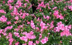 Chinzan Dwarf Azalea - 3 Gallon Pot 15 Chinzan Dwarf Azalea - 3 Gallon Pot -SHRUBS and BUSHES Shop Picture Azalea Chinzan