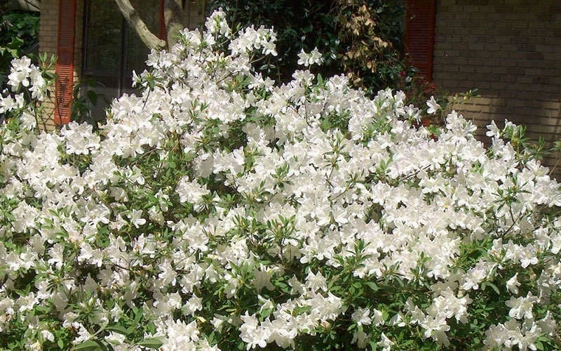 Mrs. G.G. Gerbing White Southern Indica Azalea - 7 Gallon Pot 7 Mrs. G.G. Gerbing White Southern Indica Azalea - 7 Gallon Pot - Image 5