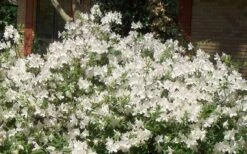 Mrs. G.G. Gerbing White Southern Indica Azalea - 1 Gallon Pot -SHRUBS and BUSHES Shop Picture Azlea GG Gerbing 1 2