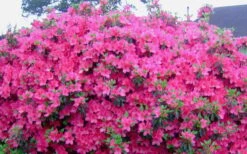 Judge Solomon Southern Indica Azalea - 3 Gallon Pot 9 Judge Solomon Southern Indica Azalea - 3 Gallon Pot -SHRUBS and BUSHES Shop Picture Azlea Judge Solomon Flowers
