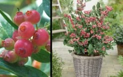 Pink Lemonade Blueberry - 3 Gallon Pot -SHRUBS and BUSHES Shop Picture Blueberry Pink Lemonade 1