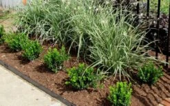 Baby Gem Boxwood - 1 Gallon Pot 14 Baby Gem Boxwood - 1 Gallon Pot -SHRUBS and BUSHES Shop Picture Boxwood Baby Gem Edger