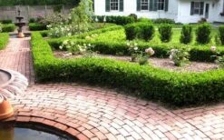 Baby Gem Boxwood - 3 Gallon Pot -SHRUBS and BUSHES Shop Picture Boxwood Baby Gem Hedges 2