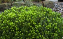 Baby Gem Boxwood - 2 Gallon Pot 16 Baby Gem Boxwood - 2 Gallon Pot -SHRUBS and BUSHES Shop Picture Boxwood Baby Gem Leaves 1