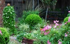 Baby Gem Boxwood - 1 Gallon Pot 17 Baby Gem Boxwood - 1 Gallon Pot -SHRUBS and BUSHES Shop Picture Boxwood Baby Gem Specimen