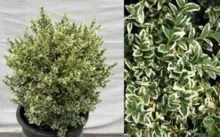 Dwarf Variegated Boxwood - 6 Pack Of 1 Gallon Pots -SHRUBS and BUSHES Shop Picture Boxwood Dwarf Variegated 1