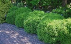 Franklins Gem Dwarf Boxwood - 1 Gallon Pot -SHRUBS and BUSHES Shop Picture Boxwood Franklins Gem 2 1