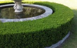 Franklins Gem Dwarf Boxwood - 6 Pack Of 1 Gallon Pots -SHRUBS and BUSHES Shop Picture Boxwood Franklins Gem Hedge 5