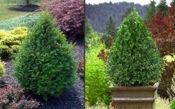 Green Mountain Boxwood - 6 Pack Of 1 Gallon Pots 15 Green Mountain Boxwood - 6 Pack Of 1 Gallon Pots -SHRUBS and BUSHES Shop Picture Boxwood Green Mountain 2 2