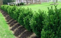 Green Mountain Boxwood - 3 Gallon Pot -SHRUBS and BUSHES Shop Picture Boxwood Green Mountain Hedge 3