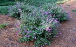 Lo & Behold Blue Chip Dwarf Butterfly Bush - 3 Gallon Pot -SHRUBS and BUSHES Shop Picture Butterfly Bush Lo And Behold Blue Chip 2