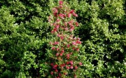 October Magic Rose Camellia - 2 Gallon Pot -SHRUBS and BUSHES Shop Picture Camellia October Magic Rose Column