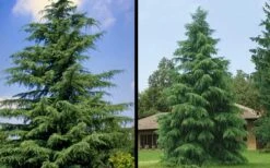 Deodar Cedar Tree - 6 Pack Of 1 Gallon Pots 16 Deodar Cedar Tree - 6 Pack Of 1 Gallon Pots -SHRUBS and BUSHES Shop Picture Cedar Deodara 1