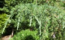 Deodar Cedar Tree - 6 Pack Of 1 Gallon Pots 15 Deodar Cedar Tree - 6 Pack Of 1 Gallon Pots -SHRUBS and BUSHES Shop Picture Cedar Deodara 2