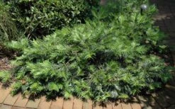 Creeping Japanese Plum Yew (Cephalotaxus Harringtonia 'Prostrata') - 6 Pack Of 2.5 Quart Pots -SHRUBS and BUSHES Shop Picture Creeping Yew