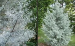 Silver Smoke Arizona Cypress - 3 Gallon Pot -SHRUBS and BUSHES Shop Picture Cypress Silver Smoke 2