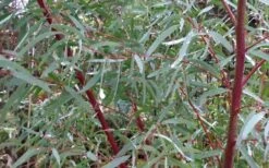 Angus Cold Hardy Eucalyptus Tree (Eucalyptus Nicholii) - 6 Pack Of 1 Gallon Pots 14 Angus Cold Hardy Eucalyptus Tree (Eucalyptus Nicholii) - 6 Pack Of 1 Gallon Pots -SHRUBS and BUSHES Shop Picture Eucalyptus Tree Anugus Willow Leaf Peppermint 6