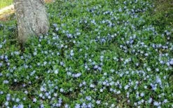 Evergreen Periwinkle - Vinca Minor - 18 Count Flat Of Pint Pots -SHRUBS and BUSHES Shop Picture Evergreen Periwinkle Groundcover