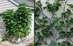 Brown Turkey Fig Tree - 5 Gallon Pot -SHRUBS and BUSHES Shop Picture Fig Brown Turkey Espalier