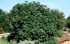 Brown Turkey Fig Tree - 5 Gallon Pot -SHRUBS and BUSHES Shop Picture Fig Brown Turkey Shrub Large