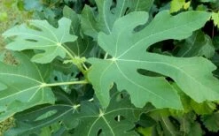 Brown Turkey Fig Tree - 5 Gallon Pot -SHRUBS and BUSHES Shop Picture Fig Brown Turkey Tree Leaves