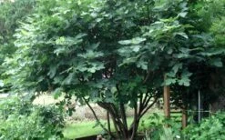 Brown Turkey Fig Tree - 5 Gallon Pot -SHRUBS and BUSHES Shop Picture Fig Brown Turkey Tree Multi