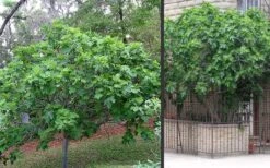 Brown Turkey Fig Tree - 5 Gallon Pot -SHRUBS and BUSHES Shop Picture Fig Brown Turkey Trees