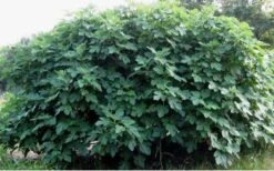 Celeste Fig Tree - 1 Gallon Pot 11 Celeste Fig Tree - 1 Gallon Pot -SHRUBS and BUSHES Shop Picture Fig Tree Celeste