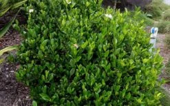 August Beauty Gardenia - 6 Pack Of 1 Gallon Pots 13 August Beauty Gardenia - 6 Pack Of 1 Gallon Pots -SHRUBS and BUSHES Shop Picture Gardenia August Beauty 1