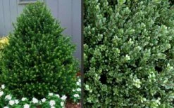 Pyramidal Compacta Japanese Holly - 3 Gallon Pot 10 Pyramidal Compacta Japanese Holly - 3 Gallon Pot -SHRUBS and BUSHES Shop Picture Holly Compacta Pyramidal 1