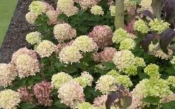 Little Lime Hydrangea - 6 Pack Of 1 Gallon Pots -SHRUBS and BUSHES Shop Picture Hydrangea Little Lime 2