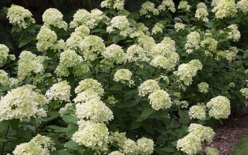 Little Lime Hydrangea - 1 Gallon Pot 7 Little Lime Hydrangea - 1 Gallon Pot - Image 5