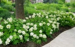 Pee Wee Dwarf Oakleaf Hydrangea - 2 Gallon Pot 13 Pee Wee Dwarf Oakleaf Hydrangea - 2 Gallon Pot -SHRUBS and BUSHES Shop Picture Hydrangea Oakleaf Pee Wee Border 1