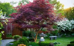 Bloodgood Red Leaf Japanese Maple - 1 Gallon Pot 19 Bloodgood Red Leaf Japanese Maple - 1 Gallon Pot -SHRUBS and BUSHES Shop Picture Japanese Maple Bloodgood tree 1