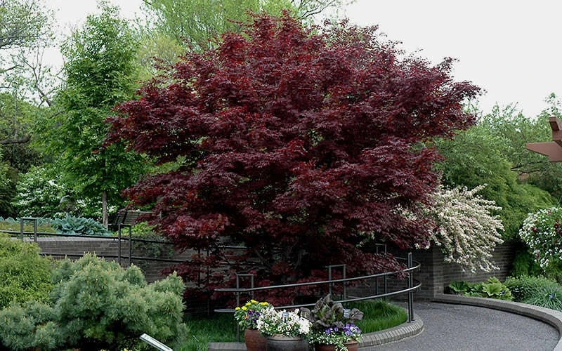 Bloodgood Red Leaf Japanese Maple - 1 Gallon Pot 9 Bloodgood Red Leaf Japanese Maple - 1 Gallon Pot - Image 7