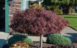 Crimson Queen Dwarf Japanese Maple - 5 Gallon Pot -SHRUBS and BUSHES Shop Picture Japanese Maple Crimson Queen 1 2