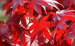 Fireglow Red Leaf Japanese Maple - 5 Gallon Pot (4-4.5') 16 Fireglow Red Leaf Japanese Maple - 5 Gallon Pot (4-4.5') -SHRUBS and BUSHES Shop Picture Japanese Maple Fireglow 2 1