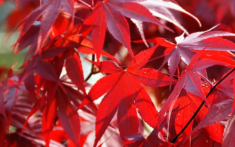 Fireglow Red Leaf Japanese Maple - 5 Gallon Pot (4-4.5') 9 Fireglow Red Leaf Japanese Maple - 5 Gallon Pot (4-4.5') - Image 7