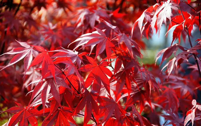 Fireglow Red Leaf Japanese Maple - 5 Gallon Pot (4-4.5') 10 Fireglow Red Leaf Japanese Maple - 5 Gallon Pot (4-4.5') - Image 8